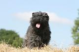 BOUVIER DES FLANDRES 004